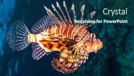  Presentation with search - Audience pleasing theme consisting of lionfish-swims-around-the-reef backdrop and a ocean colored foreground