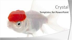  Presentation with goldfish - Amazing PPT theme having lionhead-goldfish-carassius-auratus backdrop and a white colored foreground