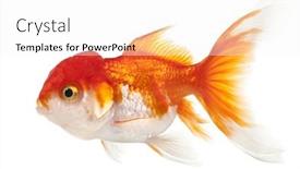  Presentation with goldfish - Slide set featuring lionhead-goldfish-carassius-auratus background and a white colored foreground