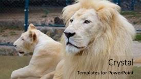  Presentation with lions - Presentation theme enhanced with lionheart - couple of lions background and a coral colored foreground