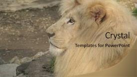  Presentation with lion - Presentation theme with lionheart - lion background and a coral colored foreground