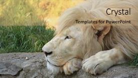  Presentation with lion - Presentation enhanced with lionheart - white lion resting background and a coral colored foreground