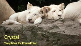  Presentation with mutation - Beautiful presentation featuring lions are a colour mutation backdrop and a tawny brown colored foreground