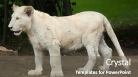  Presentation with lion - Colorful PPT layouts enhanced with lions are a colour mutation backdrop and a gray colored foreground