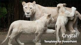 Presentation with mutation - Slides featuring lions are a colour mutation background and a gray colored foreground