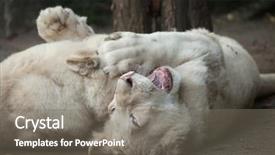  Presentation with mutation - Theme featuring lions are a colour mutation background and a gray colored foreground