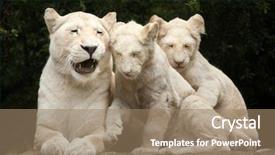  Presentation with mutation - Audience pleasing slides consisting of lions are a colour mutation backdrop and a coral colored foreground