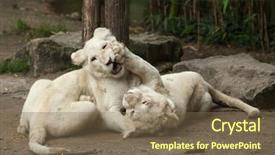  Presentation with mutation - Theme consisting of lions are a colour mutation background and a violet colored foreground