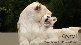  Presentation with mutation - Cool new theme with lions are a colour mutation backdrop and a coral colored foreground