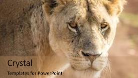  Presentation with lions - Audience pleasing presentation theme consisting of lions are born with pink backdrop and a  colored foreground