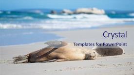  Presentation with lions - Beautiful slide set featuring lions at seal bay kangaroo backdrop and a lemonade colored foreground