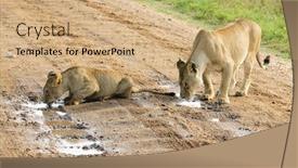  Presentation with lions - Cool new slide deck with lions-drinking-from-a-puddle backdrop and a coral colored foreground