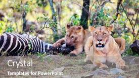  Presentation with lions - Presentation design enhanced with lions-feeding-on-zebra background and a gray colored foreground