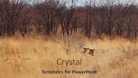  Presentation with lions - Cool new presentation theme with lions-in-african-bush-namibia backdrop and a coral colored foreground