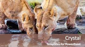  Presentation with lions - Amazing slide deck having lions mother and her cub backdrop and a coral colored foreground