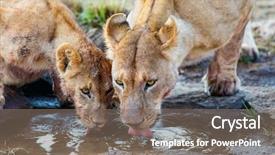  Presentation with drinking water - Colorful theme enhanced with lions mother and her cub backdrop and a violet colored foreground