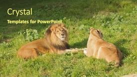  Presentation with lions - Audience pleasing slides consisting of lions resting after a meal backdrop and a tawny brown colored foreground