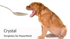  Presentation with spoon - Beautiful theme featuring liquid medication - puppy with spoon isolated backdrop and a white colored foreground