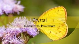  Presentation with purple butterfly - Beautiful presentation theme featuring lisa butterfly feeding on purple backdrop and a gold colored foreground