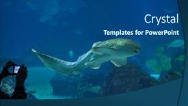  Presentation with shark - PPT theme consisting of lisbon-portugal-february-6-2019 background and a ocean colored foreground