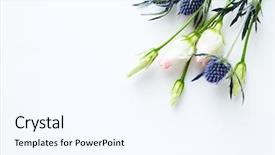  Presentation with white flowers - Slide set featuring lisianthus and sea holly flowers background and a sky blue colored foreground