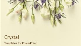  Presentation with holly - Colorful PPT theme enhanced with lisianthus eustoma and sea holly backdrop and a cream colored foreground