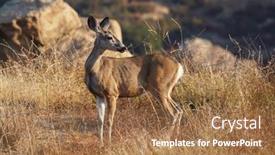  Presentation with mule - Presentation design featuring listening-mule-deer-at-rocky background and a coral colored foreground