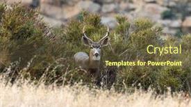  Presentation with mule - Beautiful PPT layouts featuring listening-mule-deer-buck backdrop and a tawny brown colored foreground