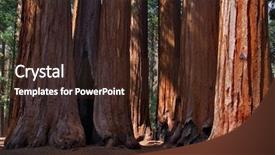  Presentation with feet - Presentation theme having lit feet of giant tree background and a tawny brown colored foreground