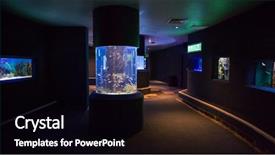  Presentation with fish aquarium - Slide set featuring lit up fish tanks at the aquarium background and a black colored foreground