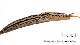  Presentation with grey - PPT layouts enhanced with literview - limax maximus literally 'biggest slug' background and a white colored foreground