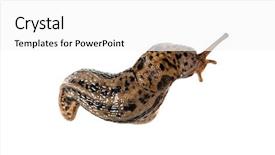  Presentation with grey - Slides with literview - limax maximus literally 'biggest slug' background and a white colored foreground