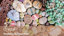  Presentation with cactus - Slide deck enhanced with lithops-living-stone-cactus background and a coral colored foreground