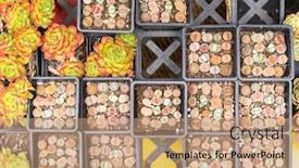  Presentation with cactus - Audience pleasing theme consisting of lithops-living-stone-cactus backdrop and a coral colored foreground