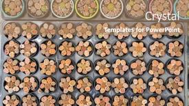  Presentation with cactus - Presentation design featuring lithops-living-stone-cactus background and a coral colored foreground