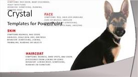  Presentation with allergies - Presentation enhanced with liting backgroud - puppy and list of allergies background and a white colored foreground