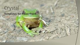  Presentation with frog - Presentation design consisting of litoria caerula - green tree frog on ground background and a light gray colored foreground