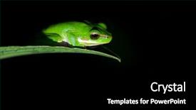  Presentation with spotlight - Presentation theme featuring litoria fallax dwarf green tree background and a black colored foreground