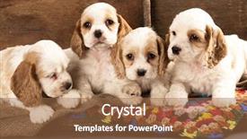  Presentation with puppy english cocker spaniel - Audience pleasing PPT theme consisting of litter of american cocker spaniel backdrop and a tawny brown colored foreground