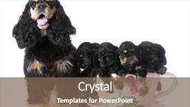  Presentation with puppy english cocker spaniel - Slide deck enhanced with litter of american cocker spaniel background and a violet colored foreground