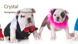  Presentation with old - Presentation design having litter of bulldog puppies dressed background and a cream colored foreground