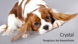  Presentation with king - Slides having litter of cavalier king charles background and a light gray colored foreground