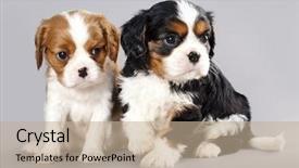  Presentation with king - Presentation theme with litter of cavalier king charles background and a coral colored foreground