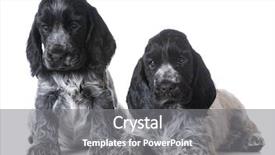  Presentation with puppy english cocker spaniel - Presentation consisting of litter of english cocker spaniel background and a gray colored foreground