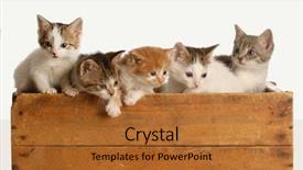  Presentation with box - Presentation theme consisting of kittens in a wooden box background and a red colored foreground