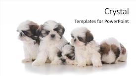  Presentation with five sided blue to white - Amazing slides having litter of five shih tzu backdrop and a white colored foreground