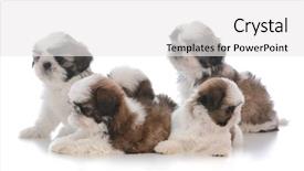  Presentation with five sided blue to white - Colorful slide set enhanced with litter of five shih tzu backdrop and a white colored foreground