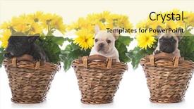  Presentation with ocean litter - PPT theme consisting of litter of french bulldog puppies background and a blonde colored foreground
