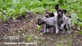  Presentation with german shorthaired pointer - PPT theme having litter of german shorthaired pointer puppies playing outside in the woods background and a gray colored foreground