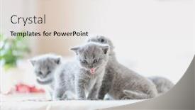 Presentation with british - Slide deck with litter-of-kittens-in-home background and a white colored foreground